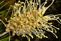 grevillea moonlight thumbnail graphic